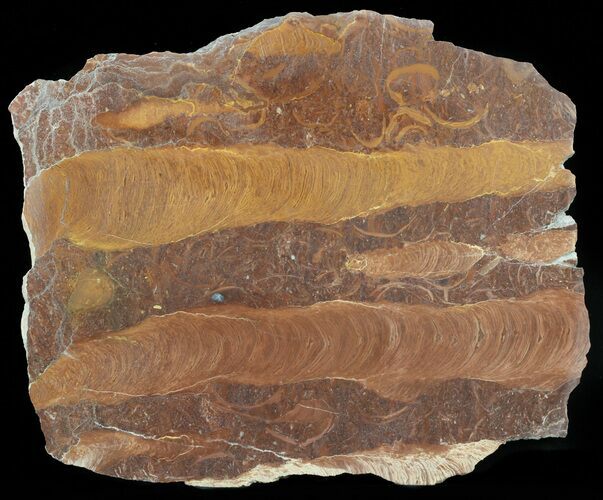 Polished Stromatolite (Jurusania) From Russia - Million Years #57549